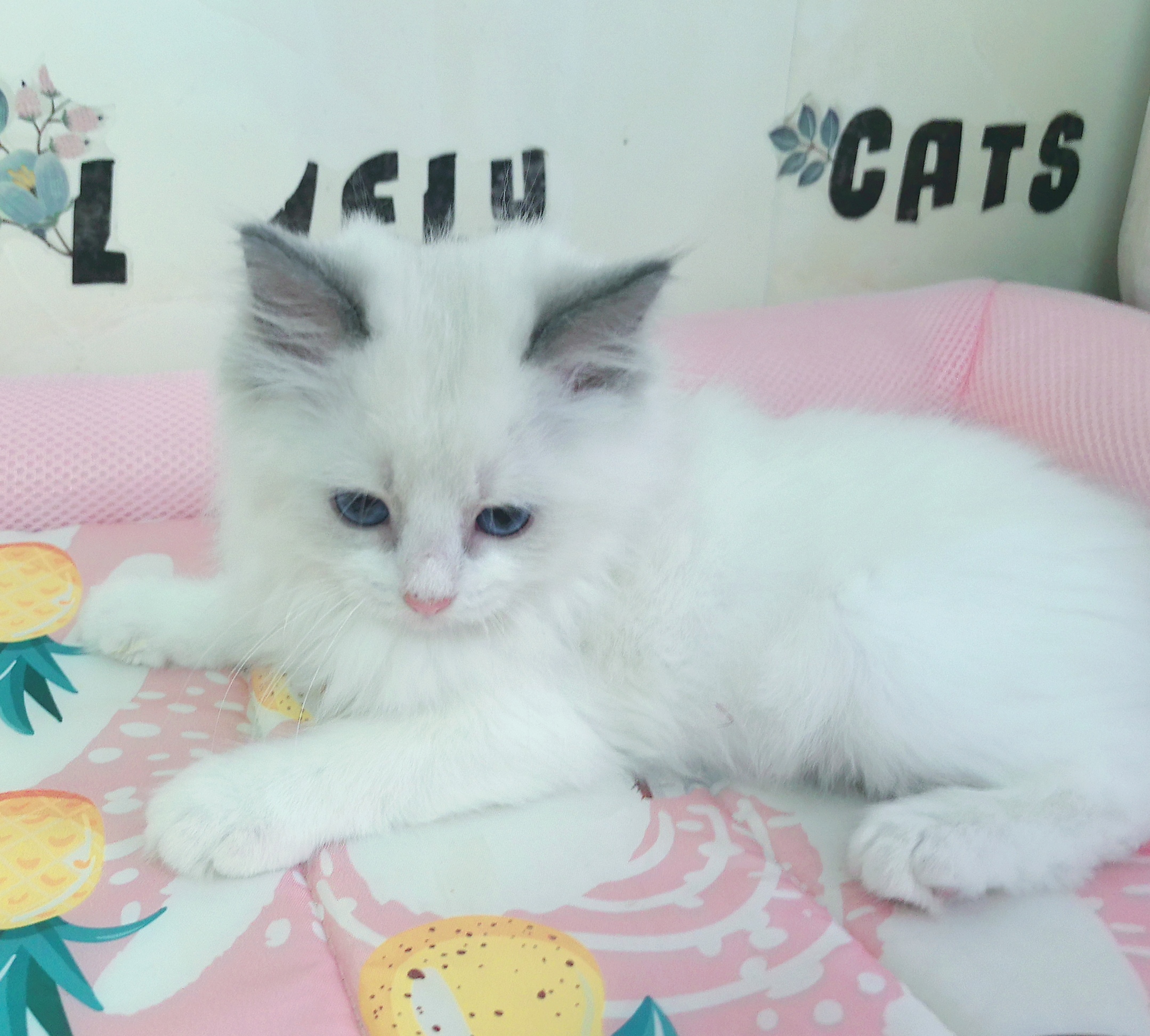 布偶猫